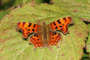 06-9658 Comma Butterfly (Polygonia c-album) on Blackberry Leaf.